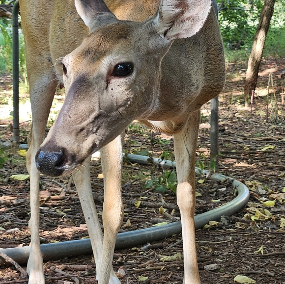 @thecatshack is live! Pop in and say Hi! - Picture 6 of 11